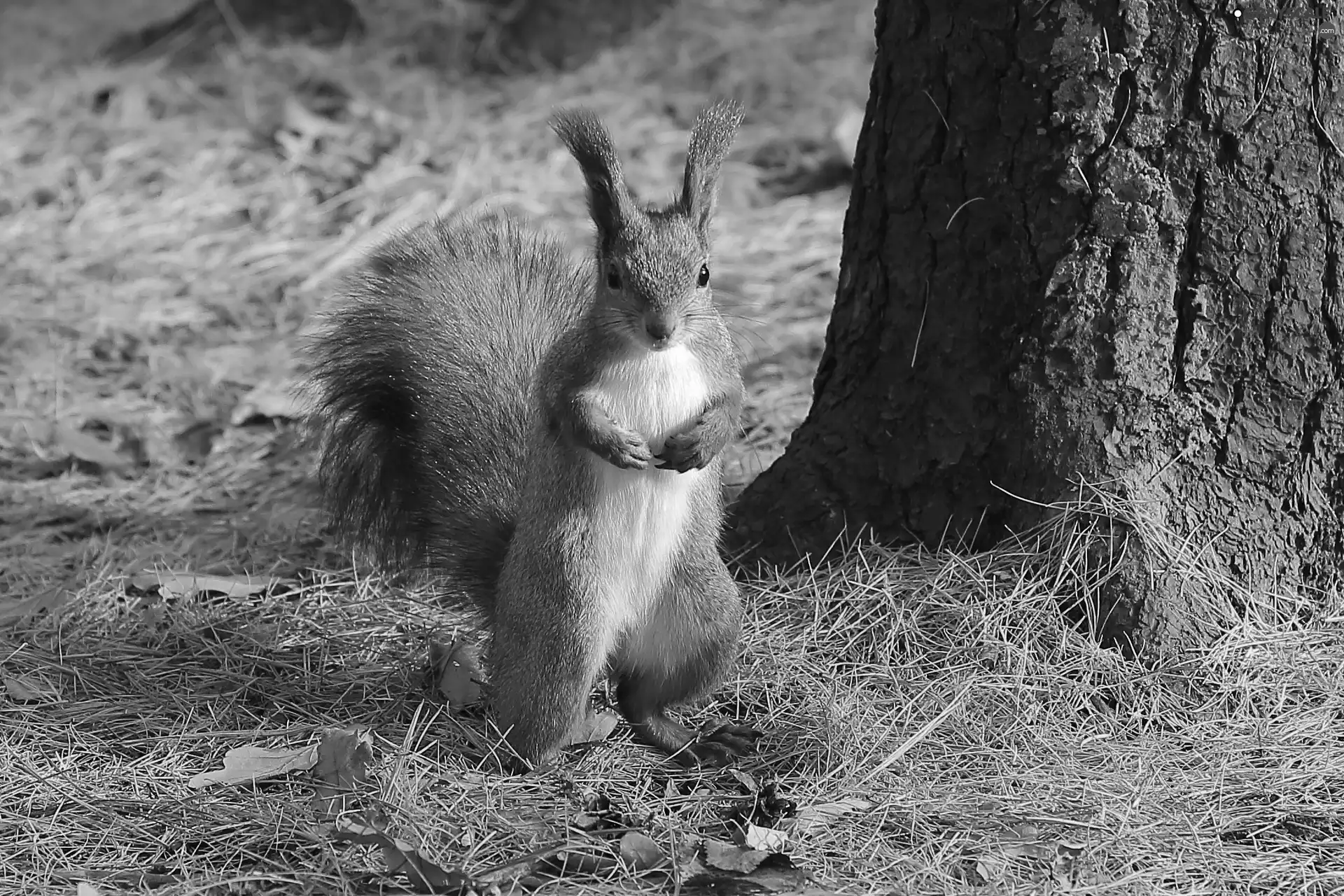 forest, squirrel, trees