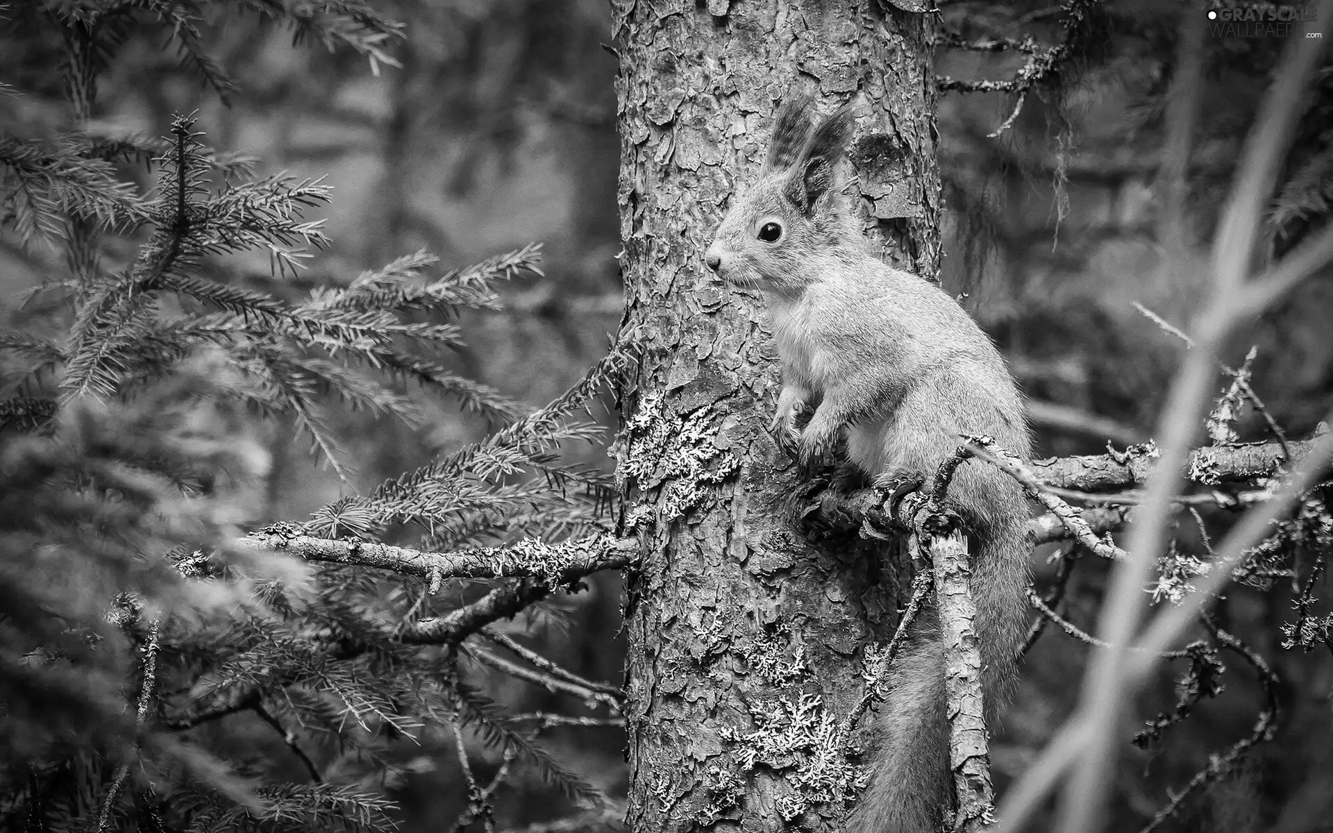 forest, squirrel, trees