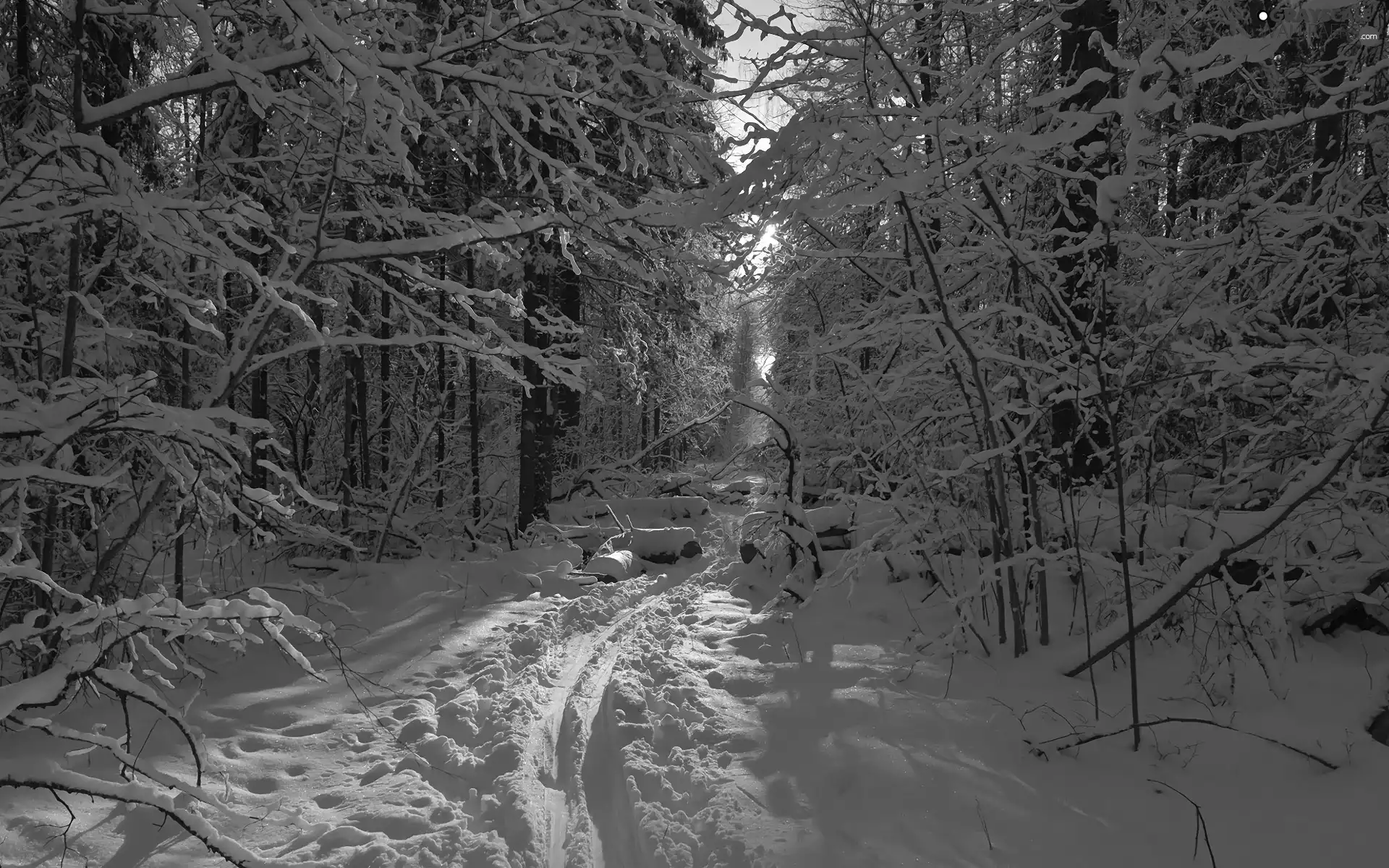 trees, snow, Trodden, forest, winter, viewes, Path