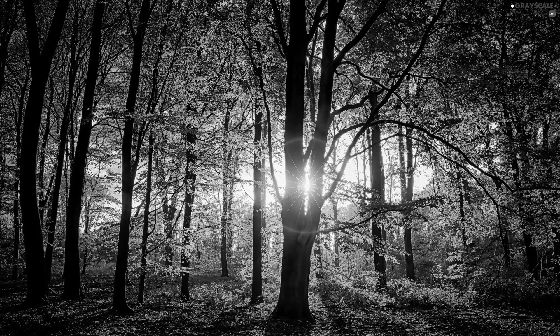 autumn, rays of the Sun, viewes, forest, trees
