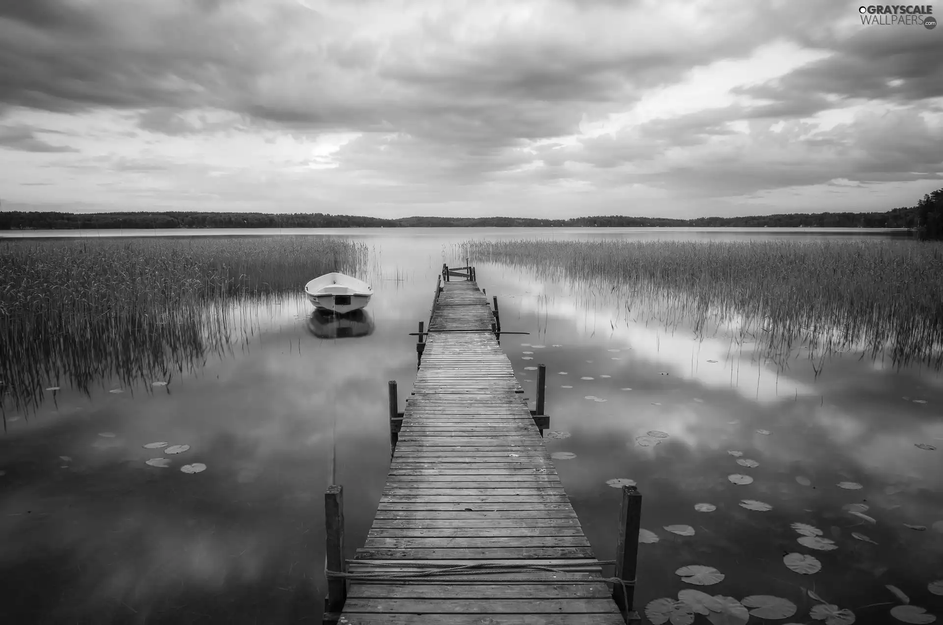 Platform, Boat, viewes, rushes, trees, wooden, lake, forest