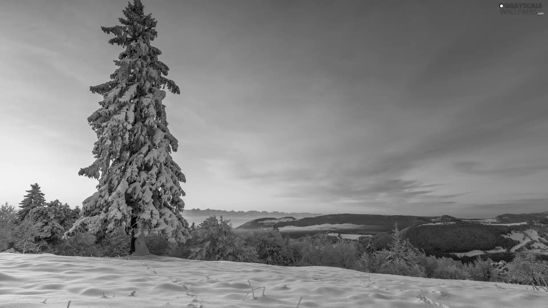 Snowy, Mountains, viewes, forest, winter, trees, spruce