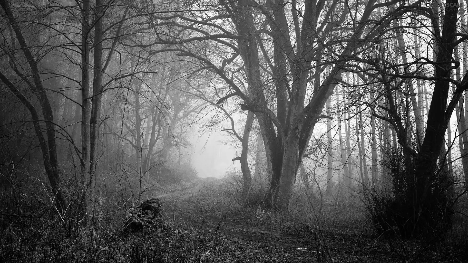 Fog, forest, viewes, Way, trees