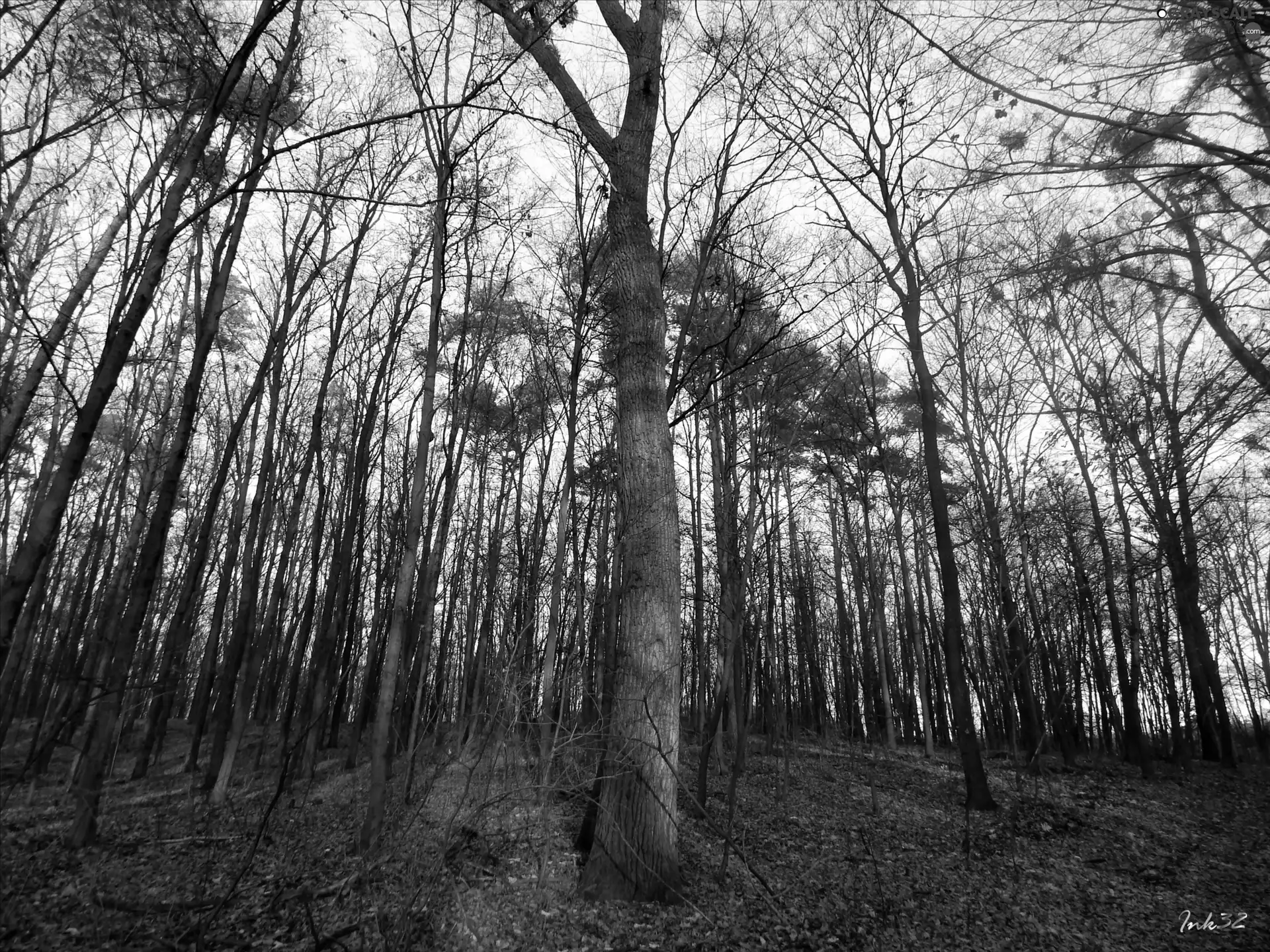 forest, trees, viewes