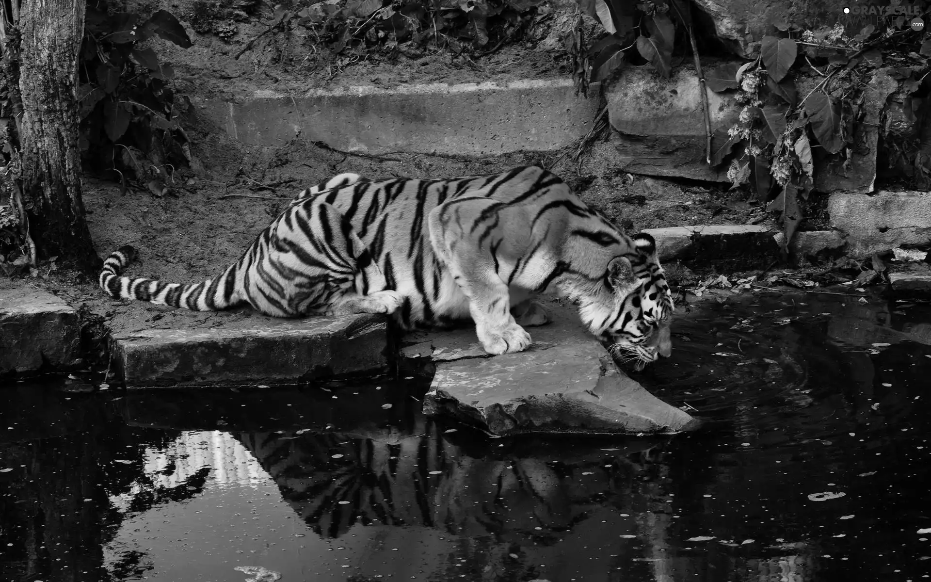 tiger, rocks, forest, watering place