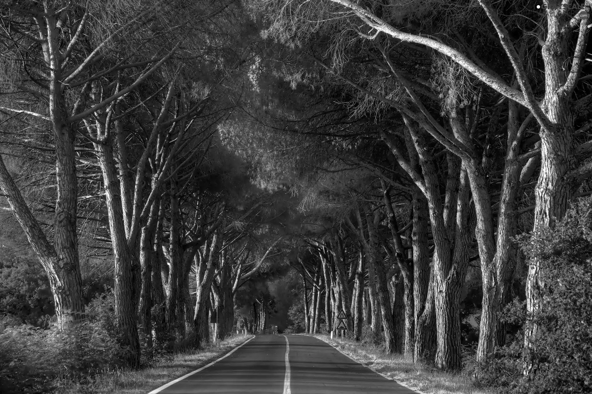 Way, forest