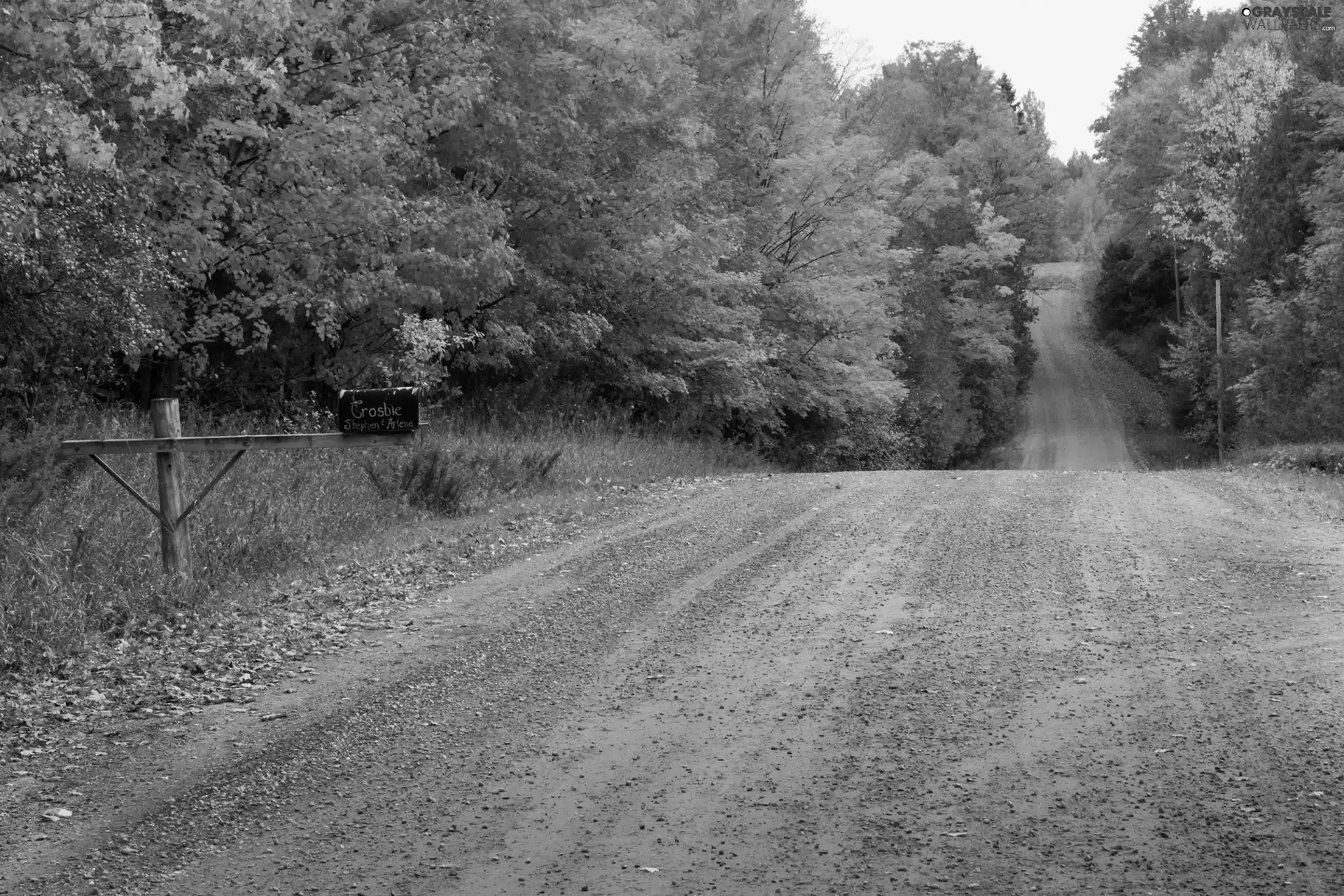 forest, autumn, Way