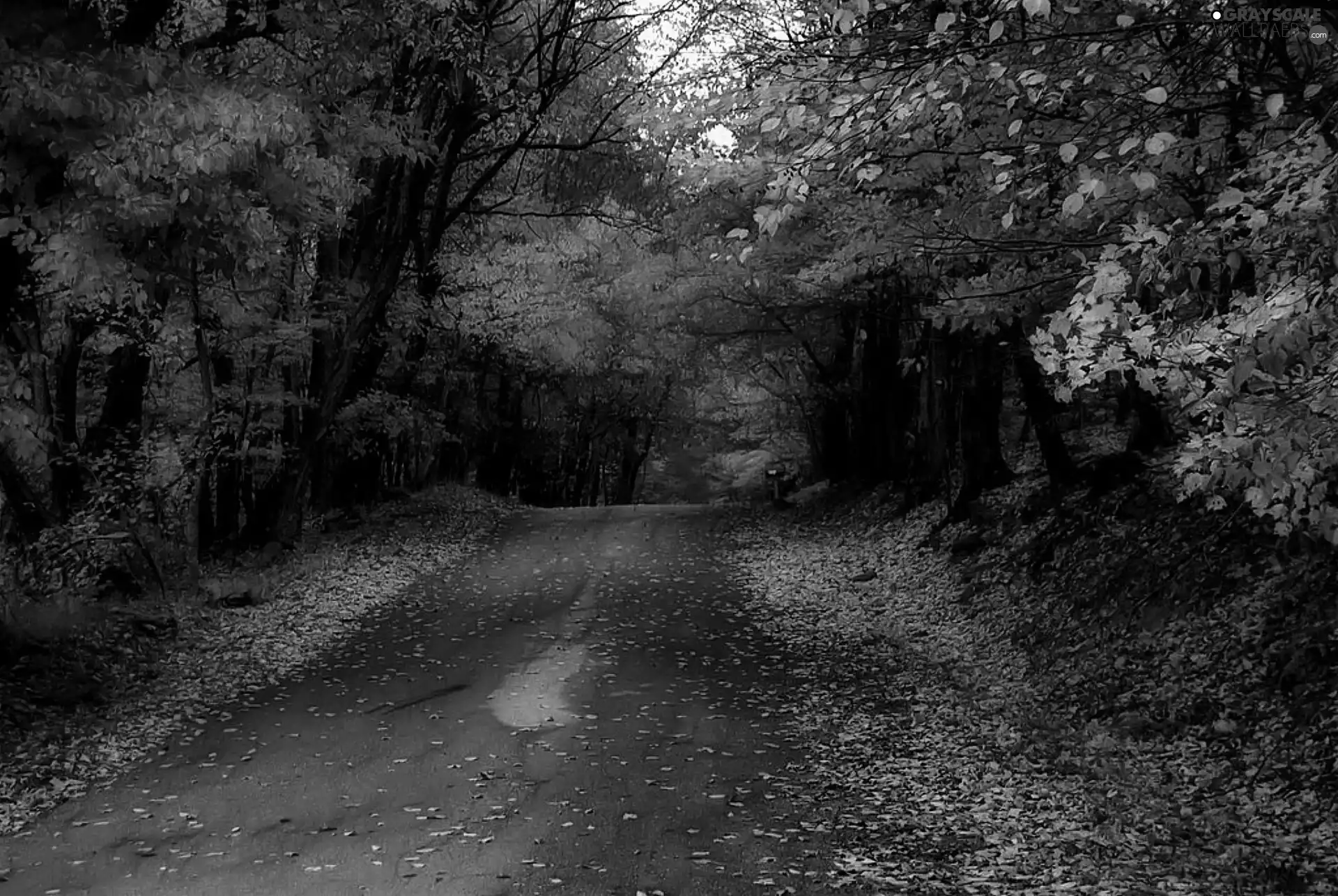 forest, autumn, Way