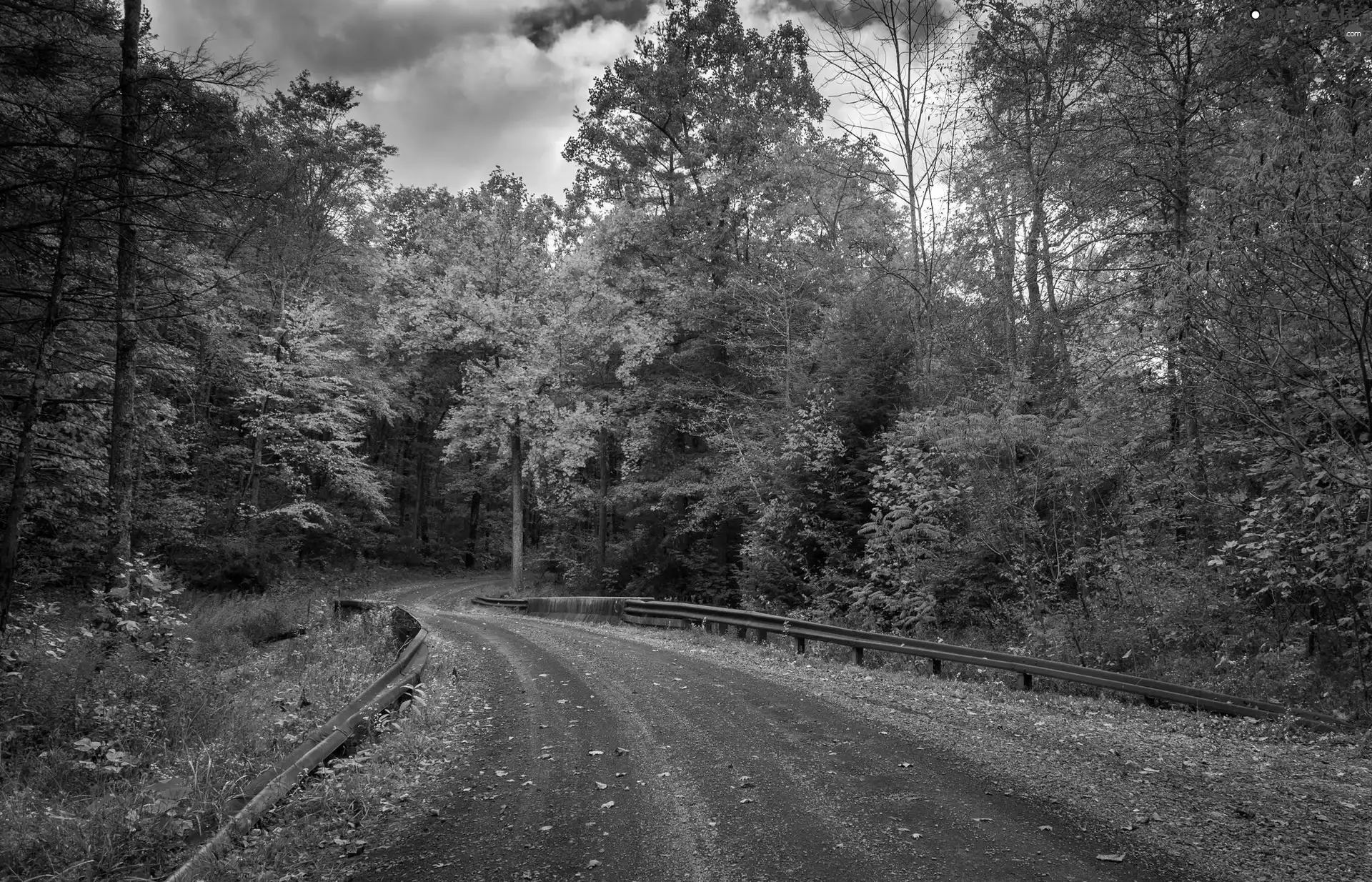 forest, Way, trees, viewes, autumn