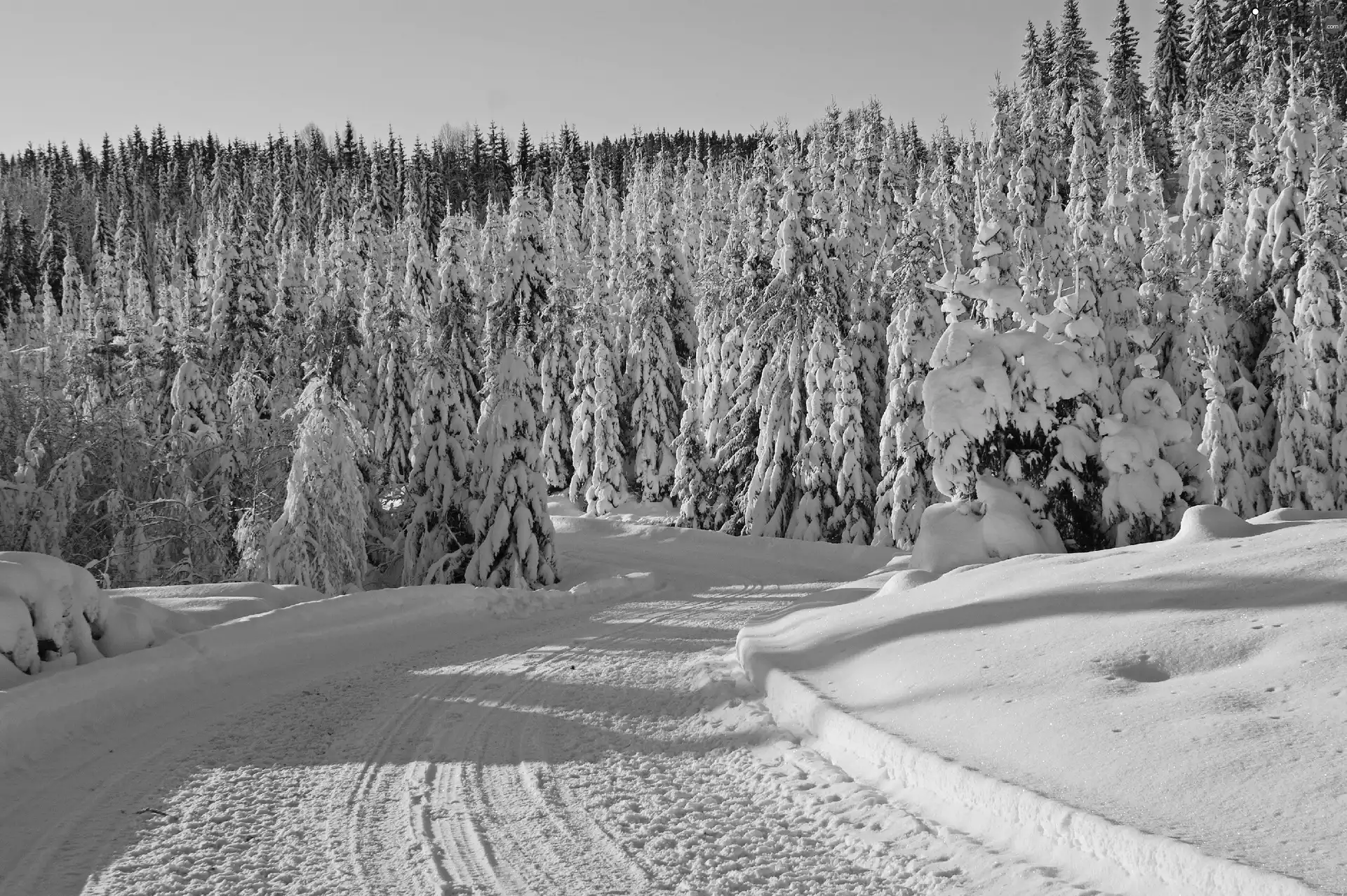 forest, winter, Way