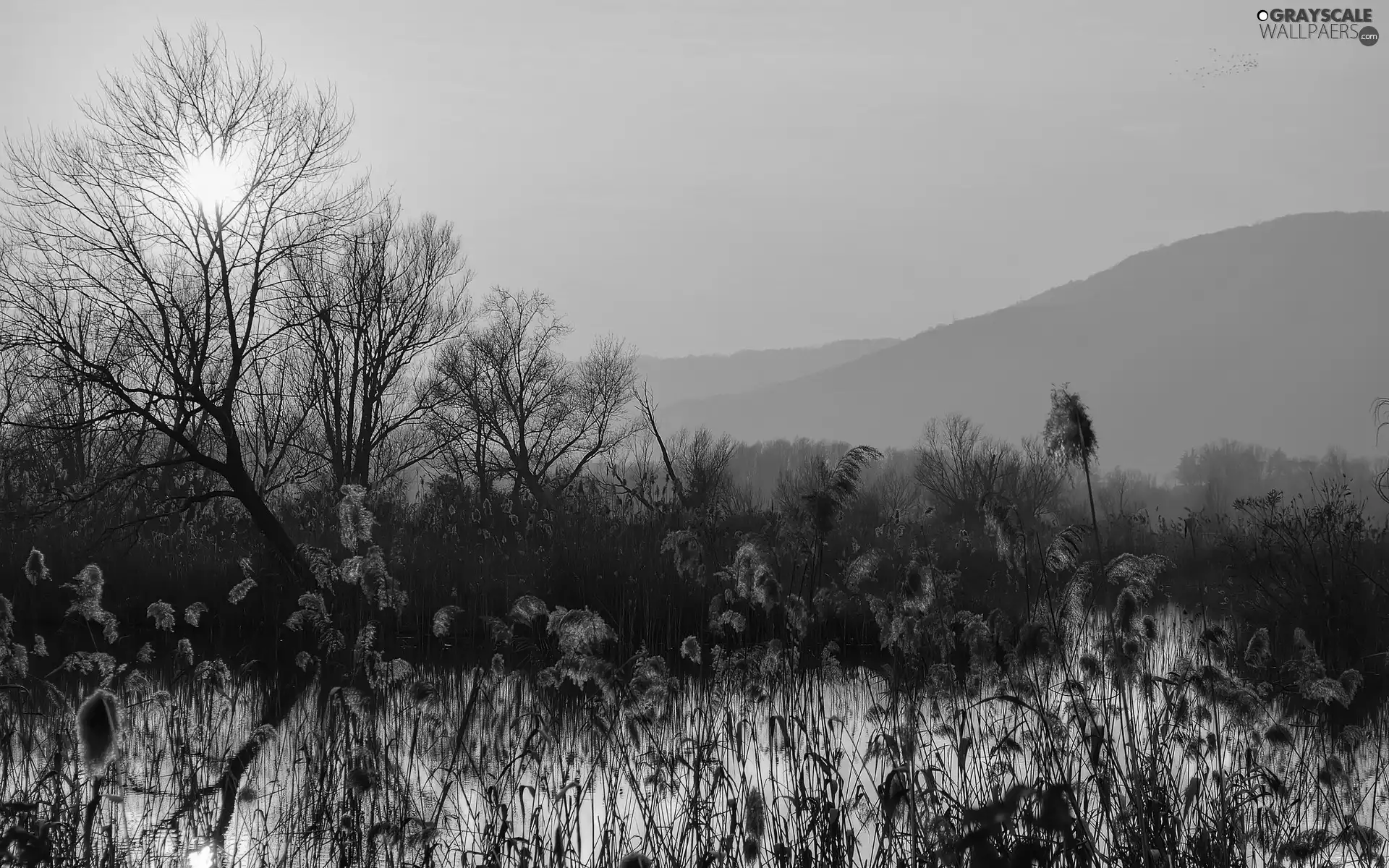 west, Mountains, forest, sun