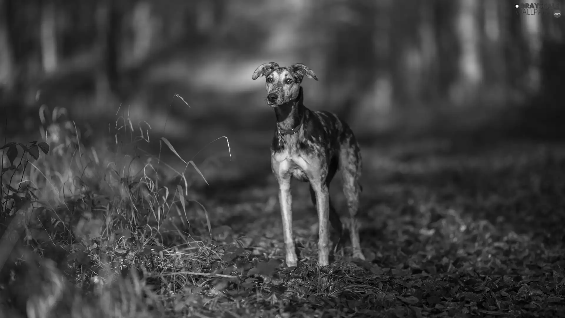 grass, dog, Way, forest, Leaf, Whippet