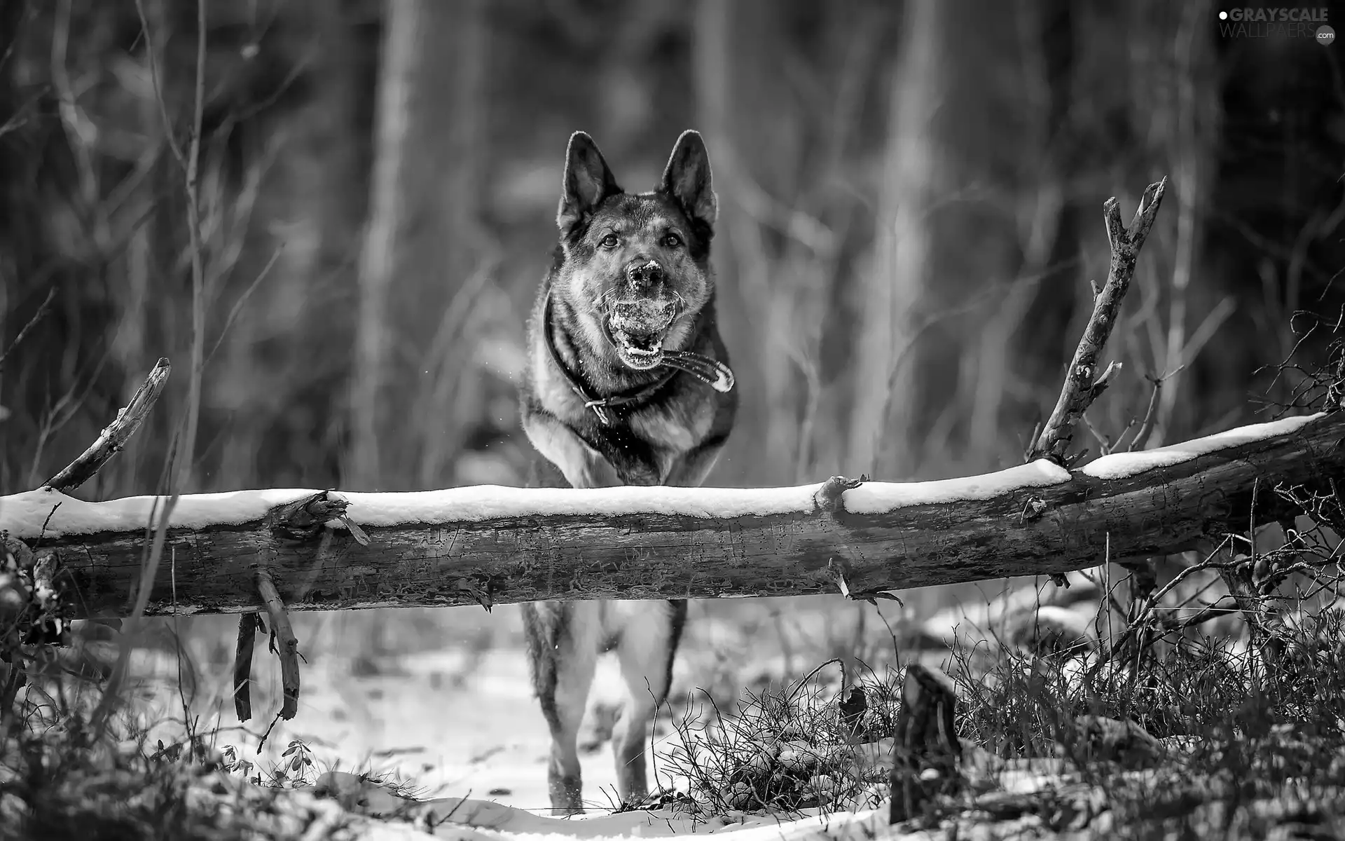 forest, winter, Ball, play, dog