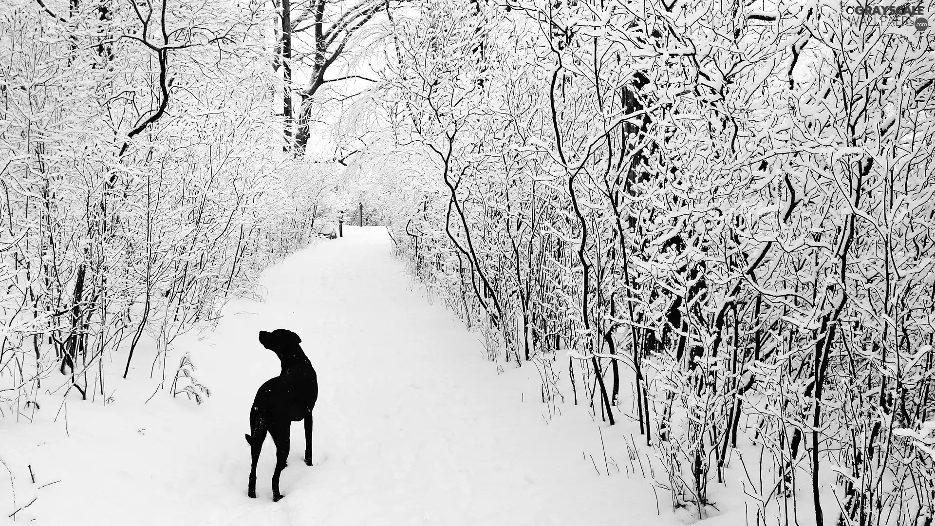 winter, dog, forest, snow