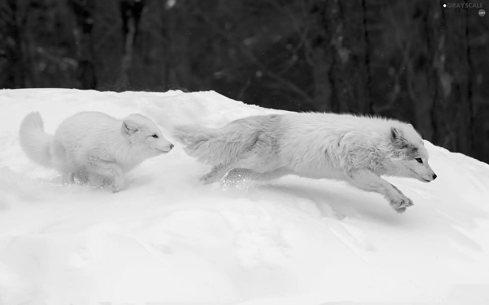 forest, winter, polar, hunting, fox