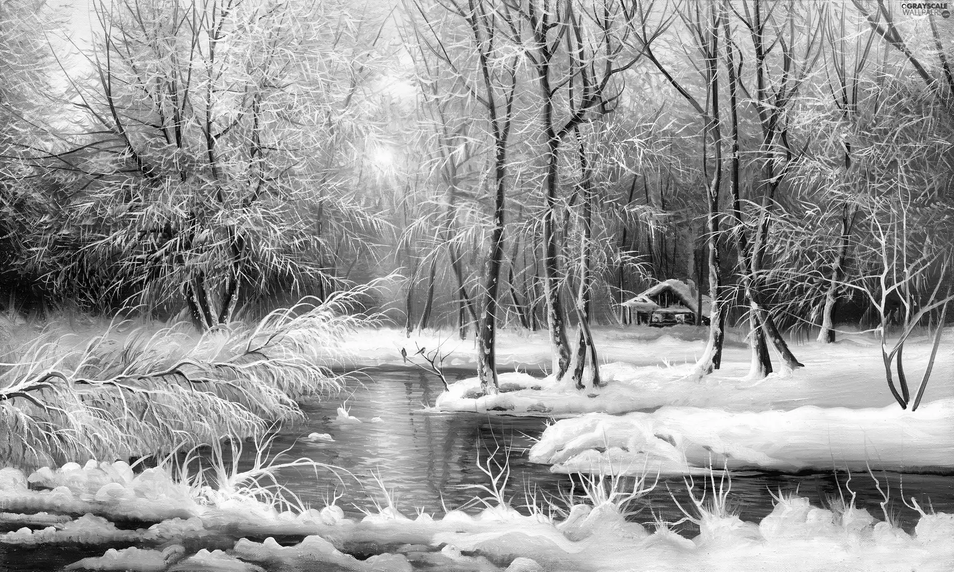 forest, picture, winter