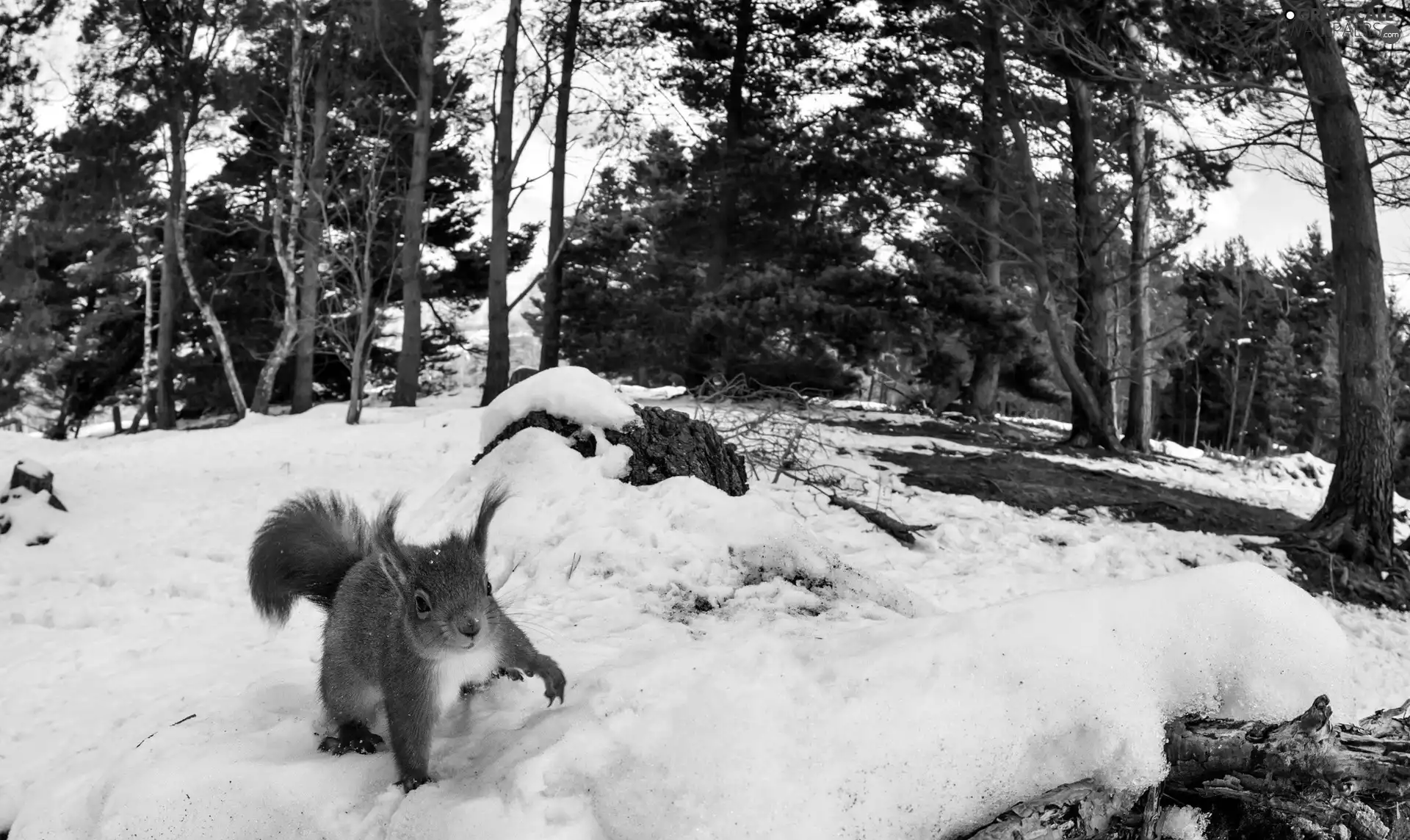 forest, squirrel, winter