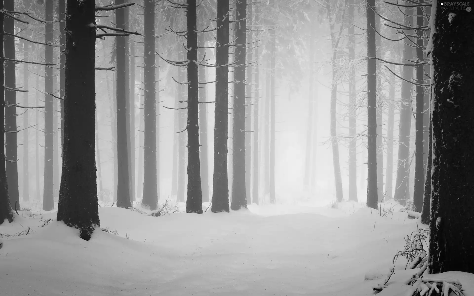 winter, viewes, forest, trees