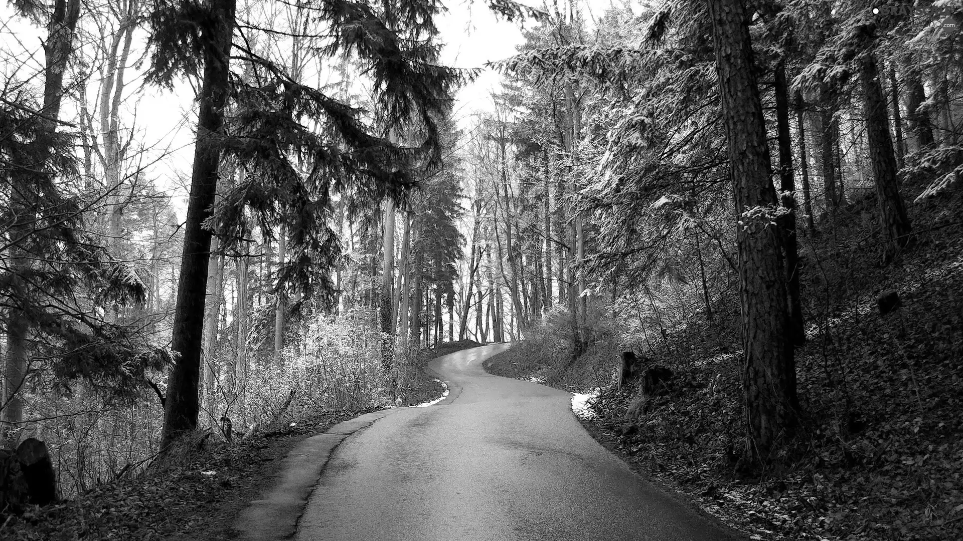 trees, Way, forest, winter, viewes, Snowy