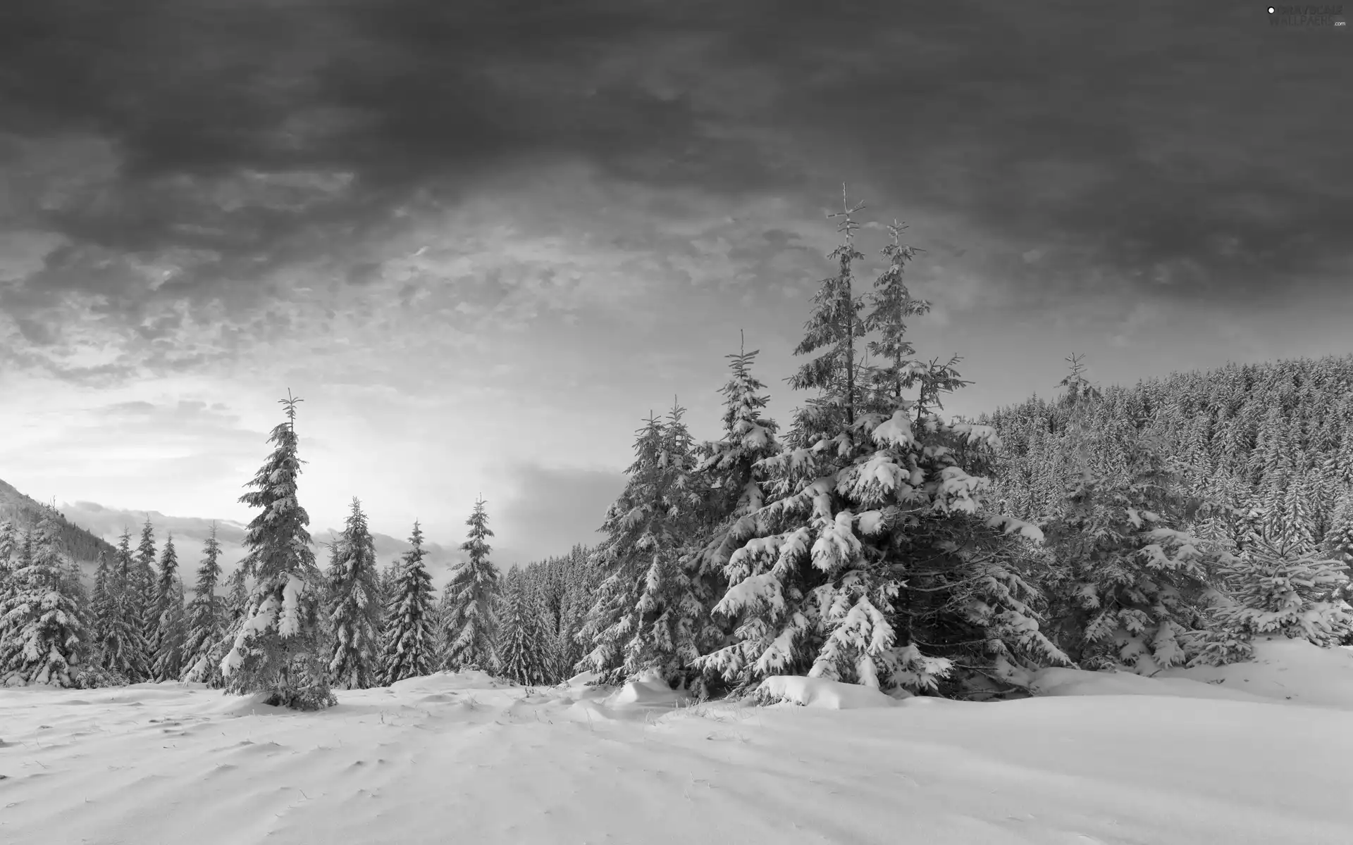 forest, winter, sun, Mountains, west
