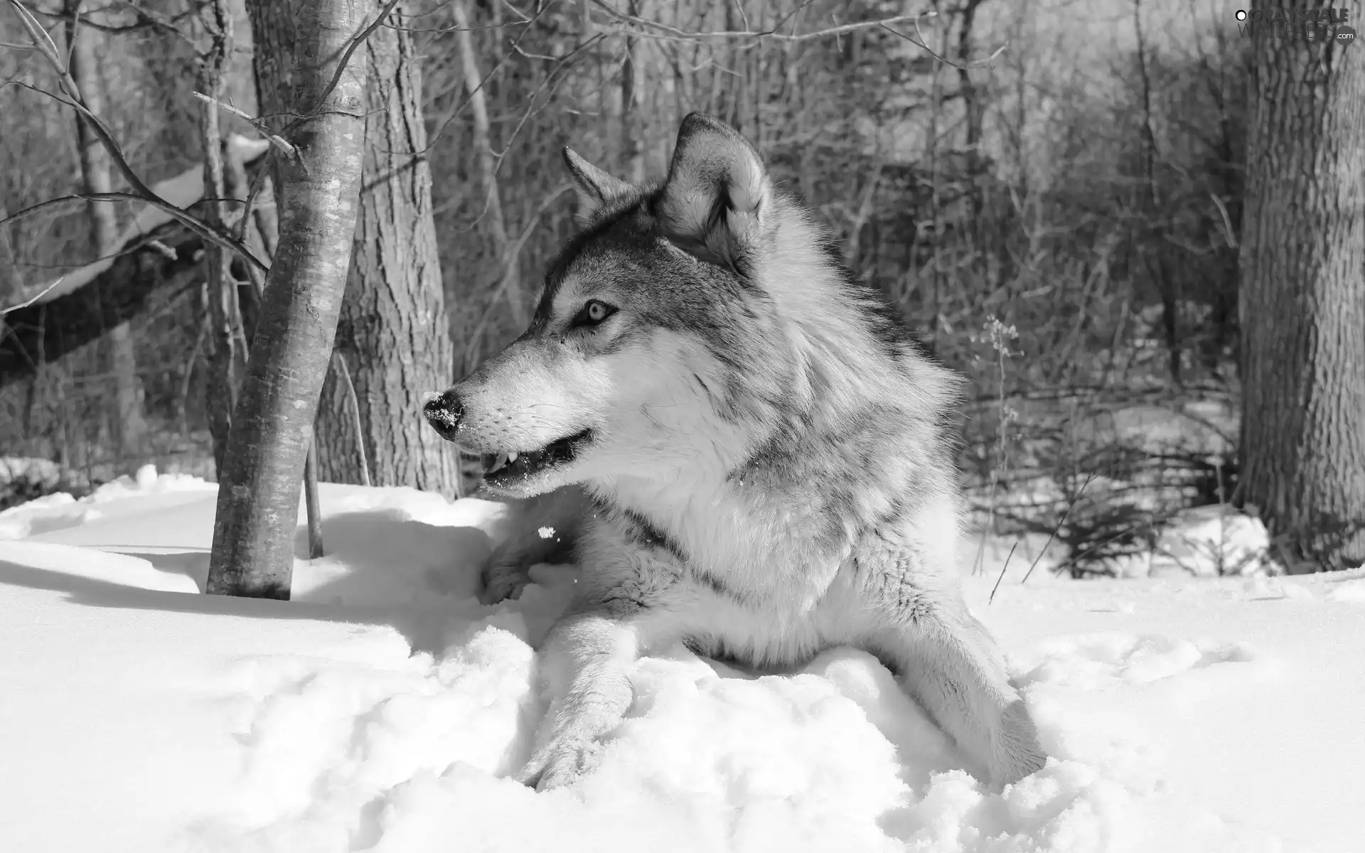 forest, Wolf, winter