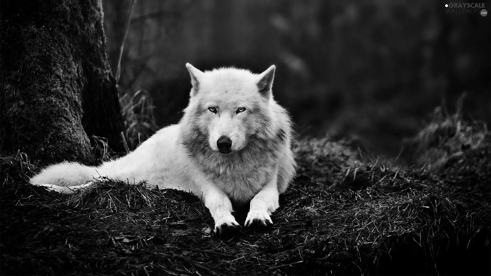 forest, White, Wolf