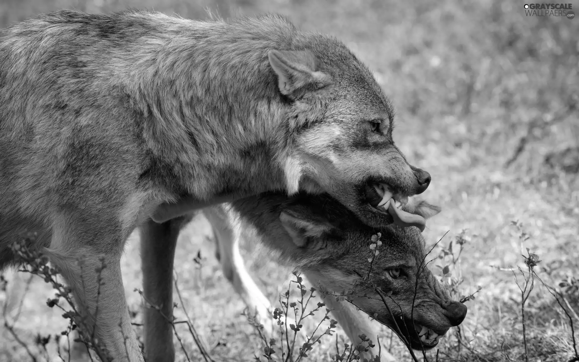wolves, forest