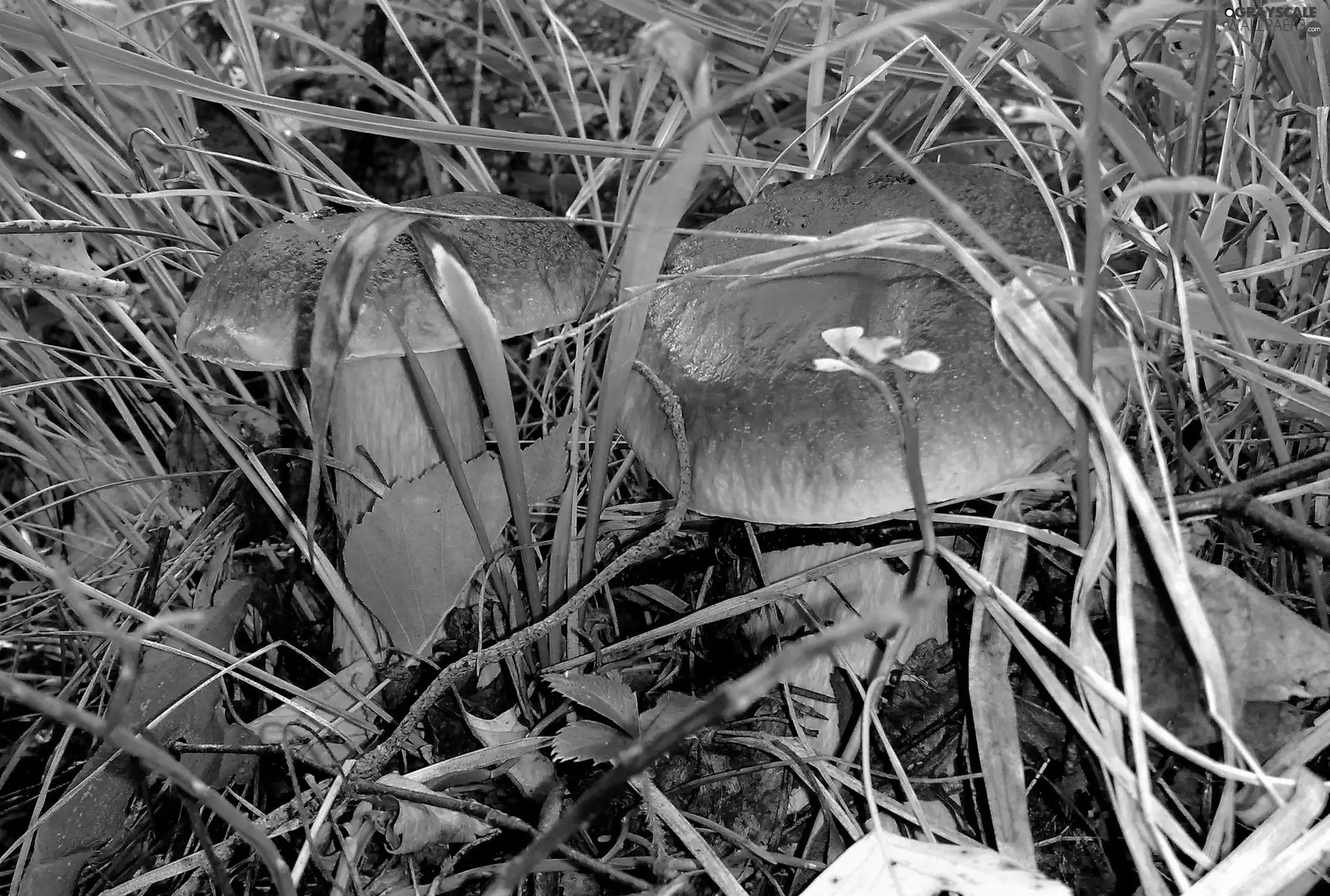 boletus, fleece, forester, grass