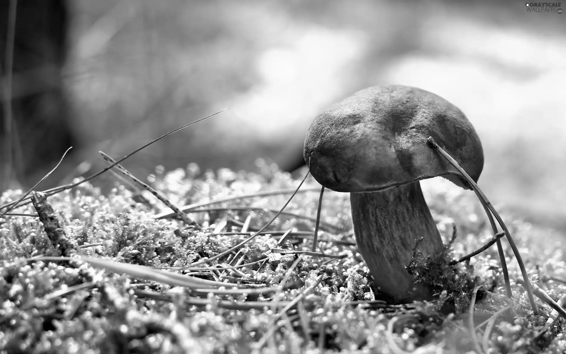 forester, bolete, fleece