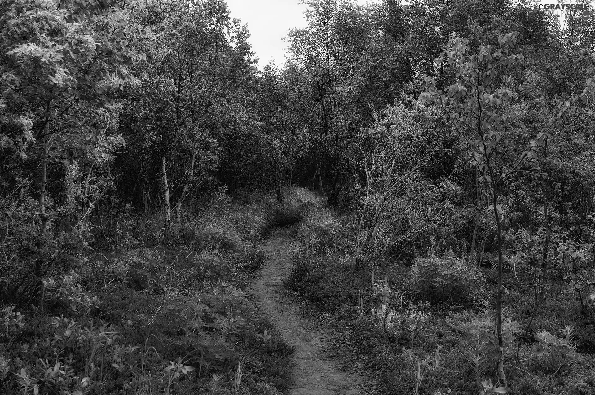 forester, Flowers, Path, Path, forest