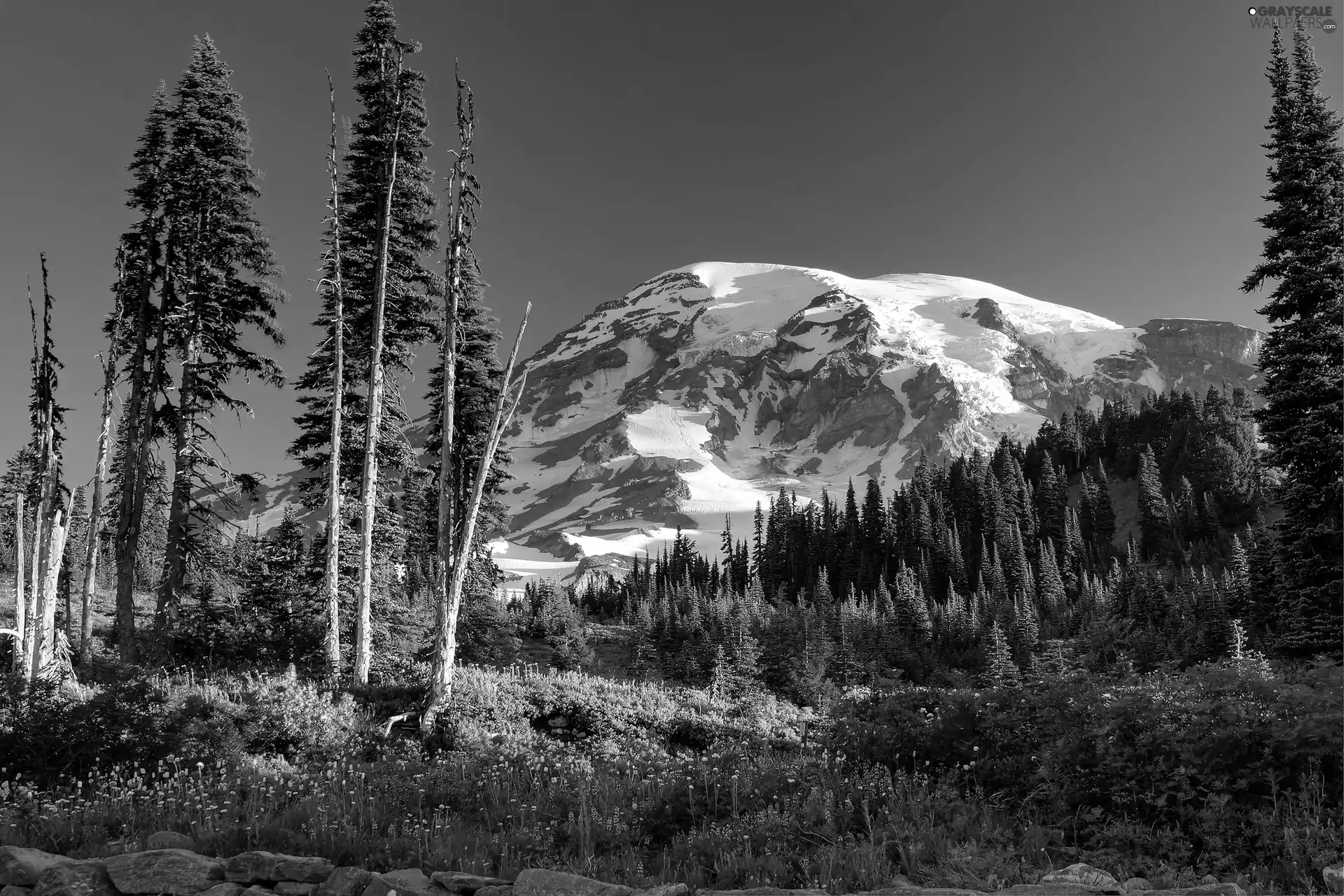 forester, Flowers, trees, viewes, Mountains