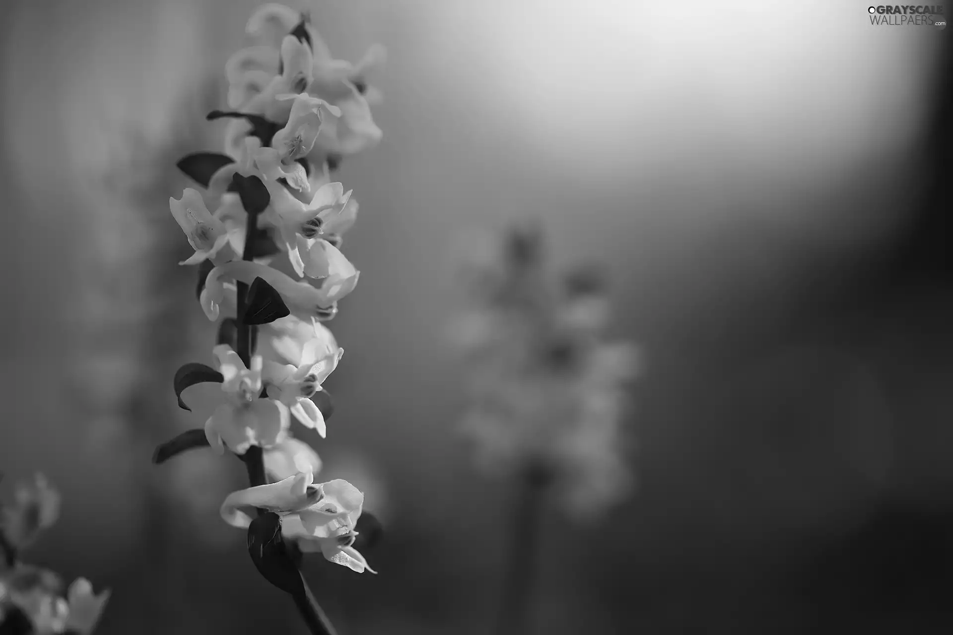 forester, White, Flowers