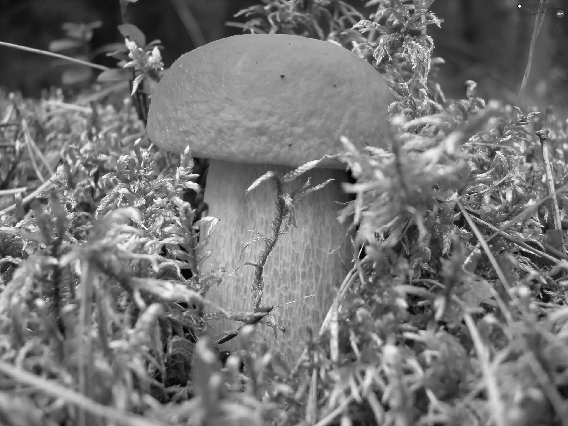 Real mushroom, fleece, forester, mosses