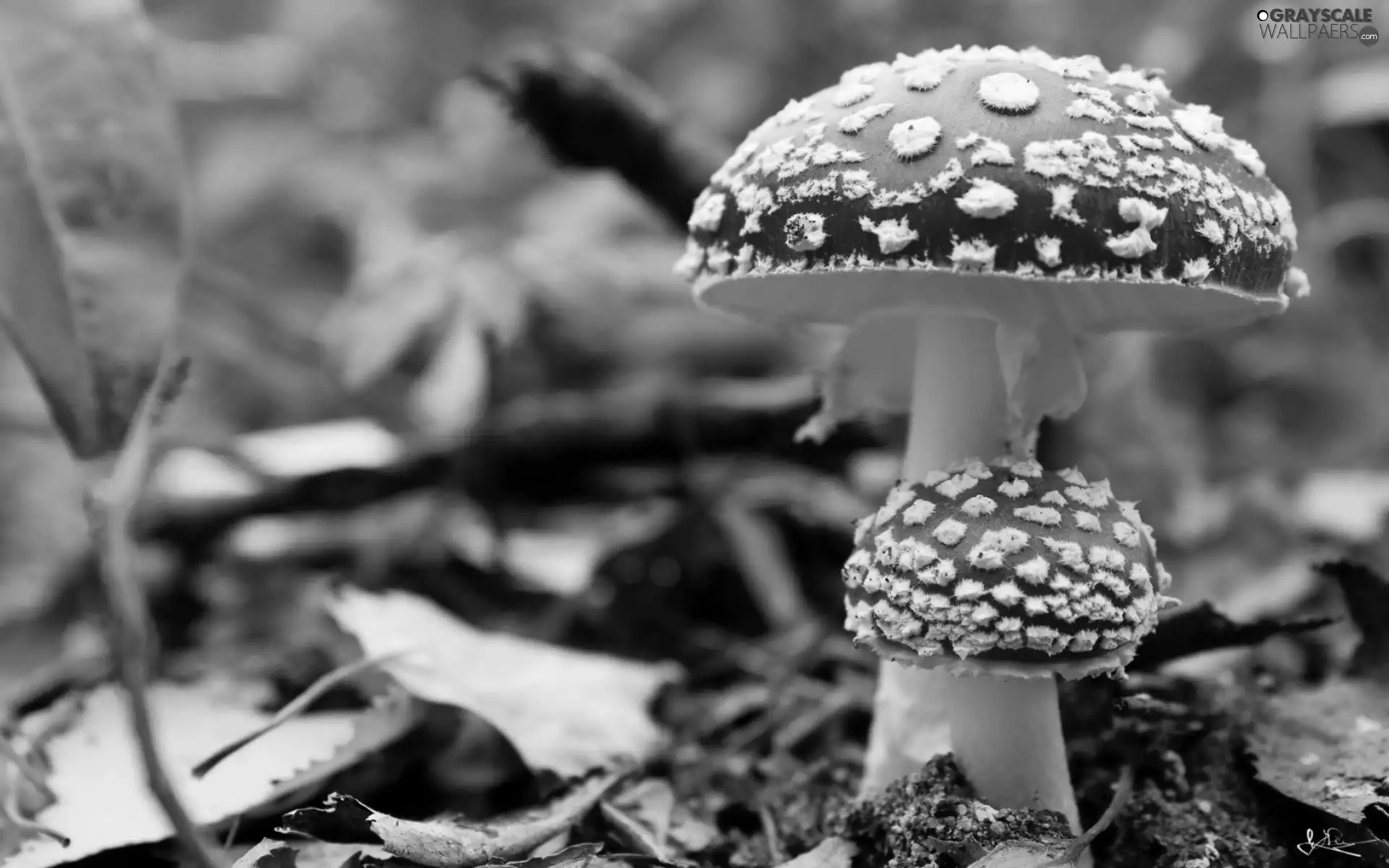 Red toadstool, fleece, forester, mushrooms