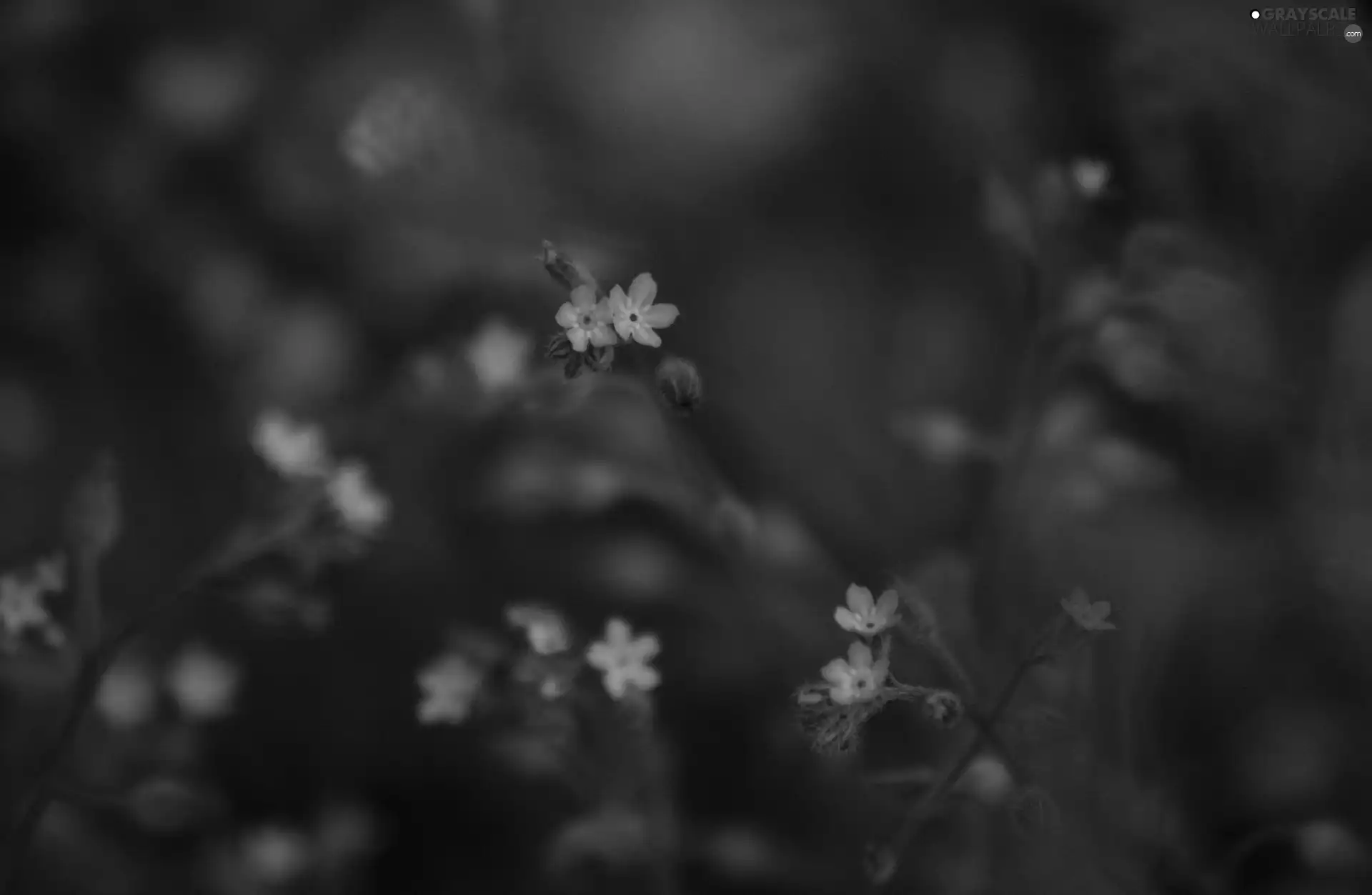 Blue, Forget