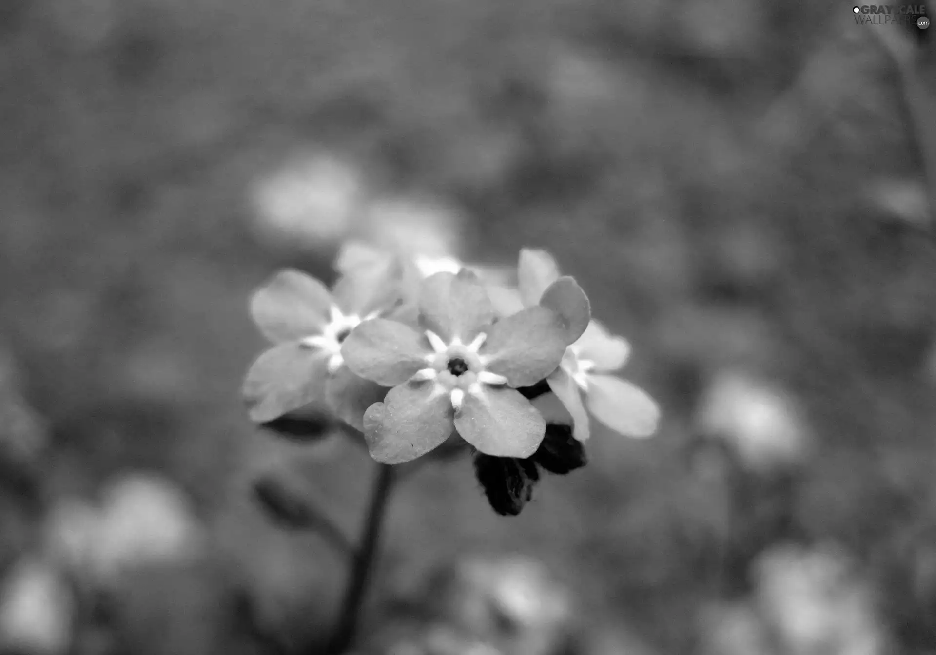Blue, Forget