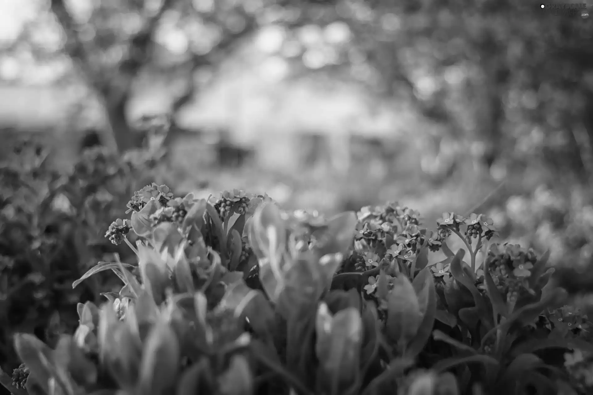 Flowers, Forget, blurry background, Blue