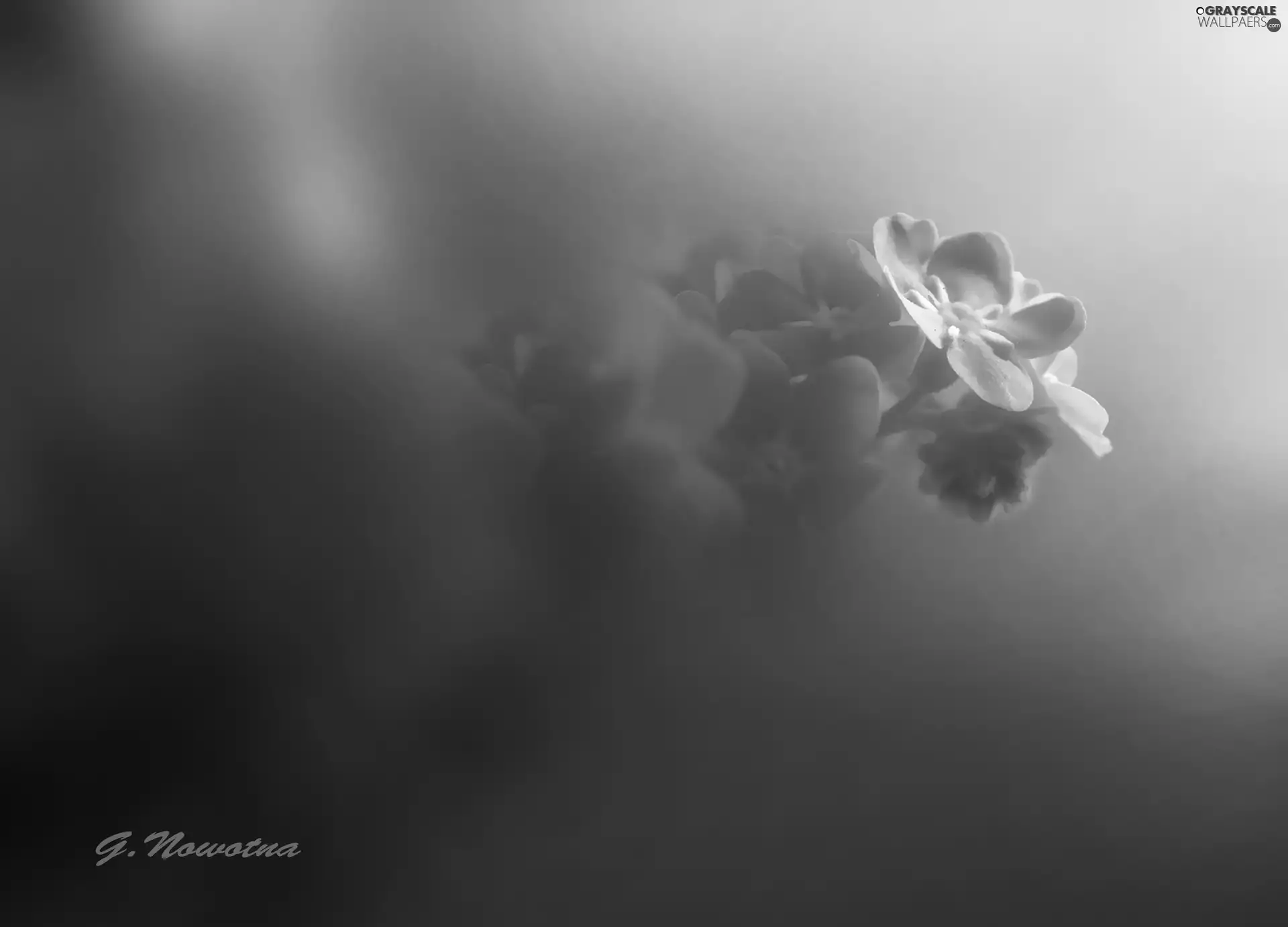 Blue, forget-me-not