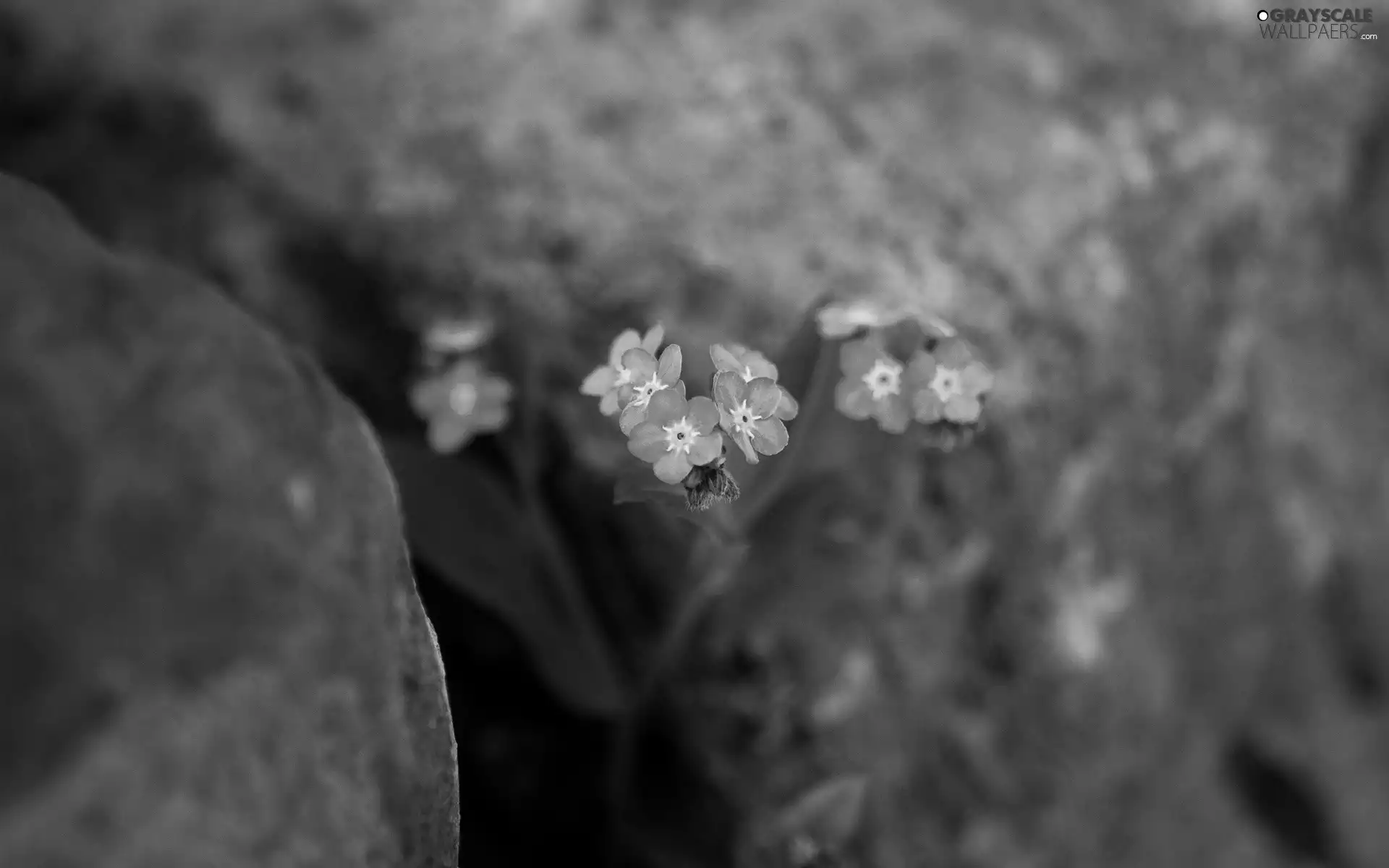 Blue, forget-me-not