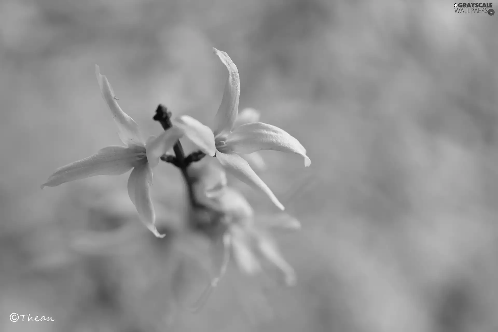 forsythia, Yellow, Flowers