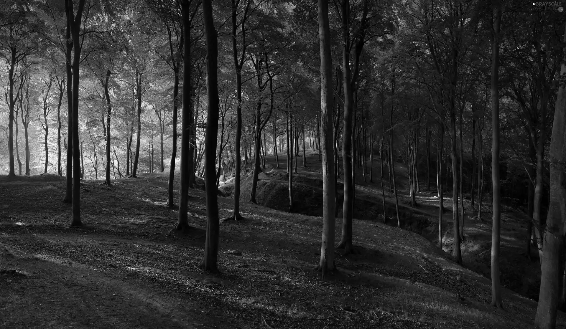 forest, viewes, fossa, trees