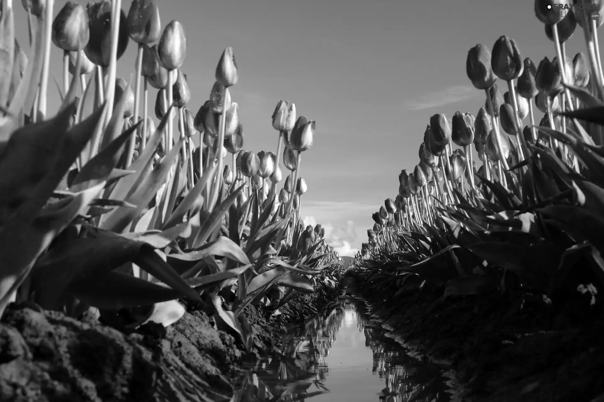 Tulips, Mud, fossa, Field