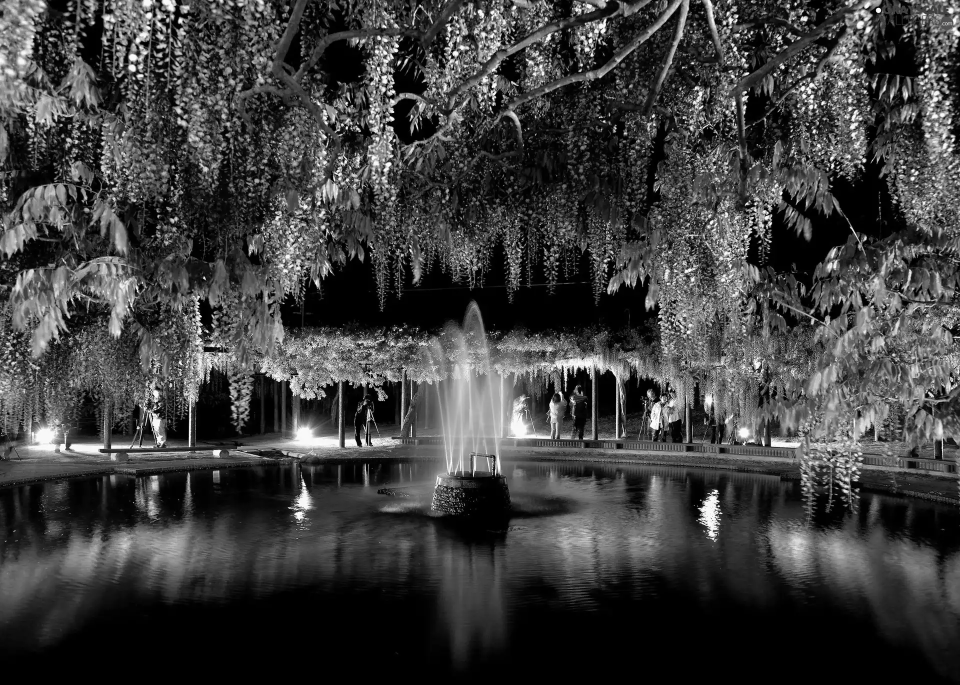 flourishing, viewes, fountain, trees