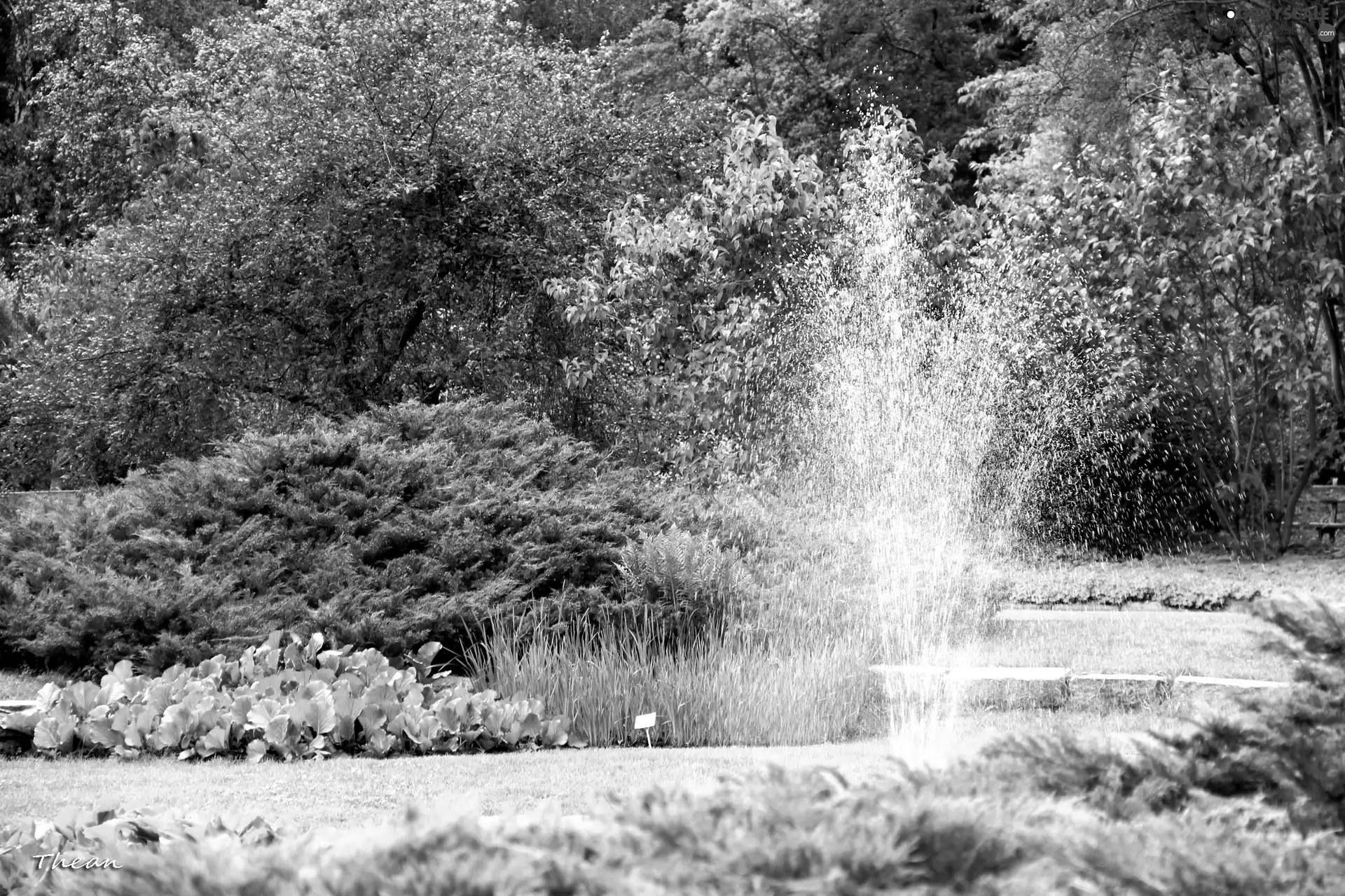 Garden, Poznań, fountain, botanical