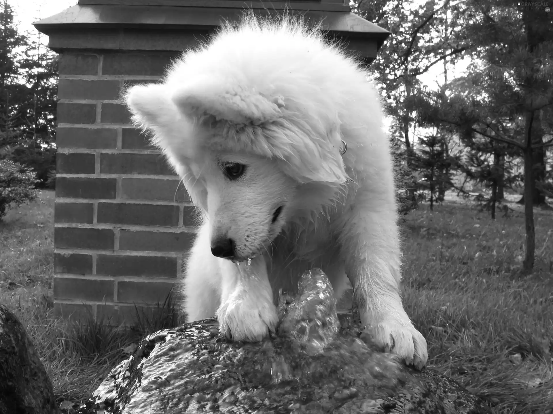 Samojed, fountain