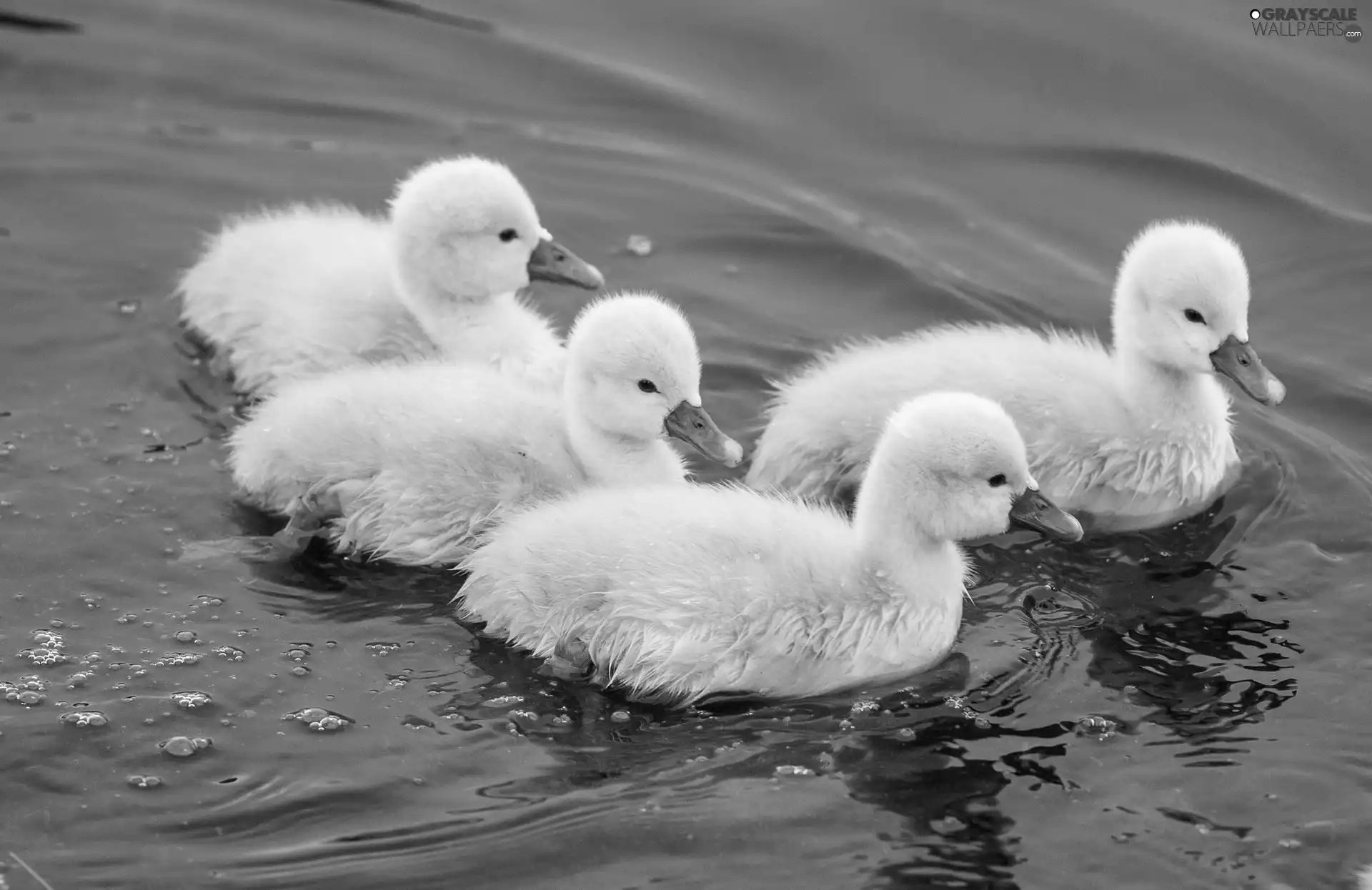 Swan, little doggies, four