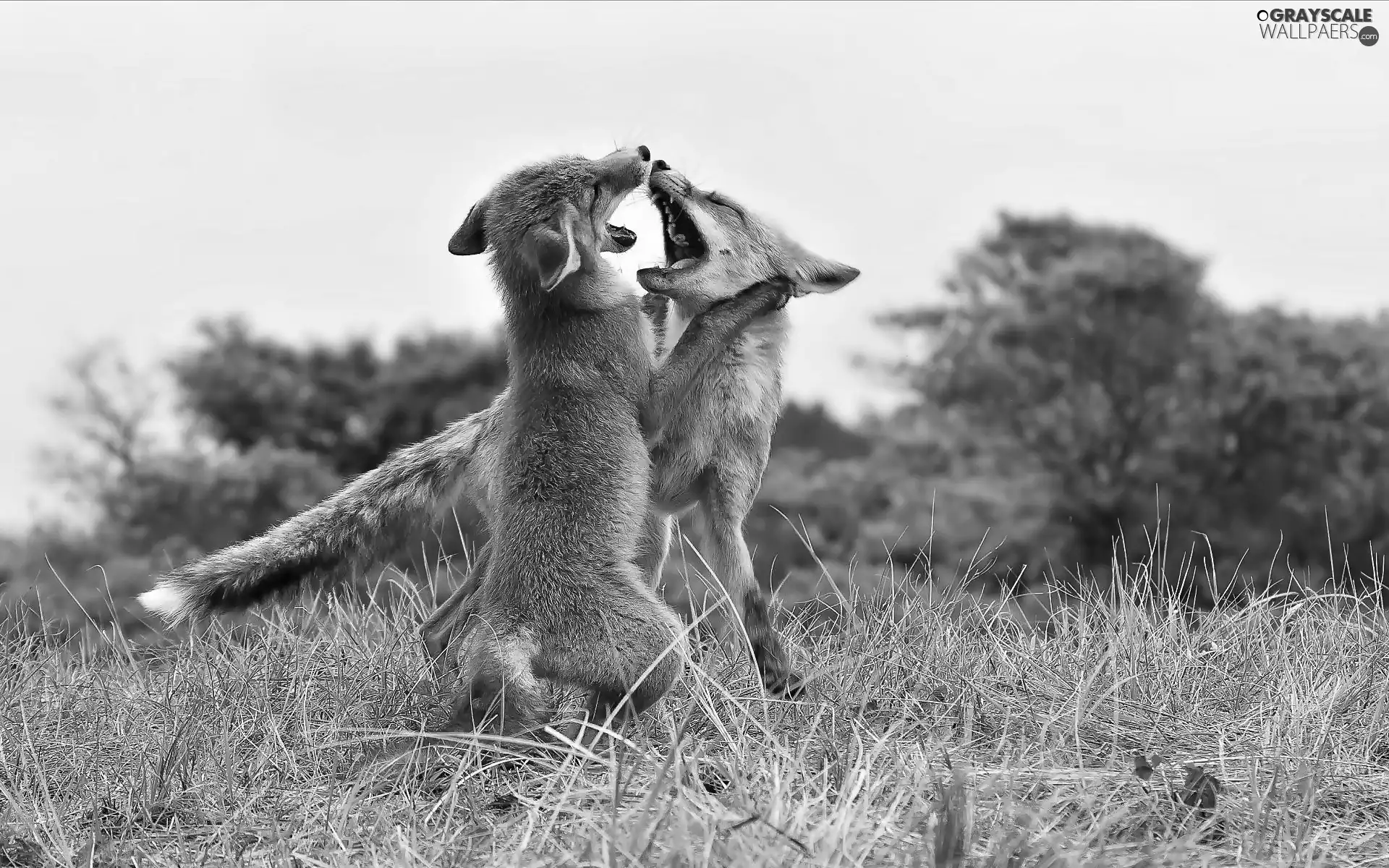 fox, Meadow, fighting