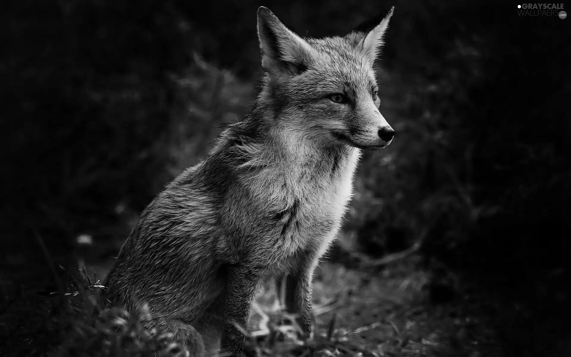 ginger, Fox