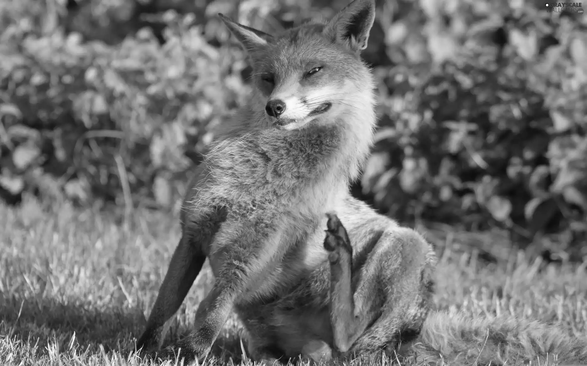 ginger, fox