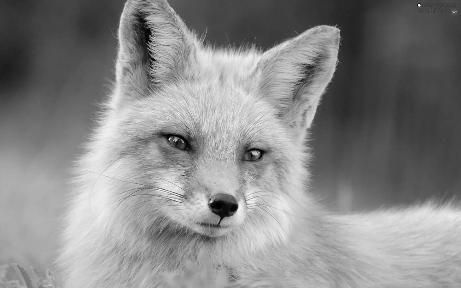 ginger, fox